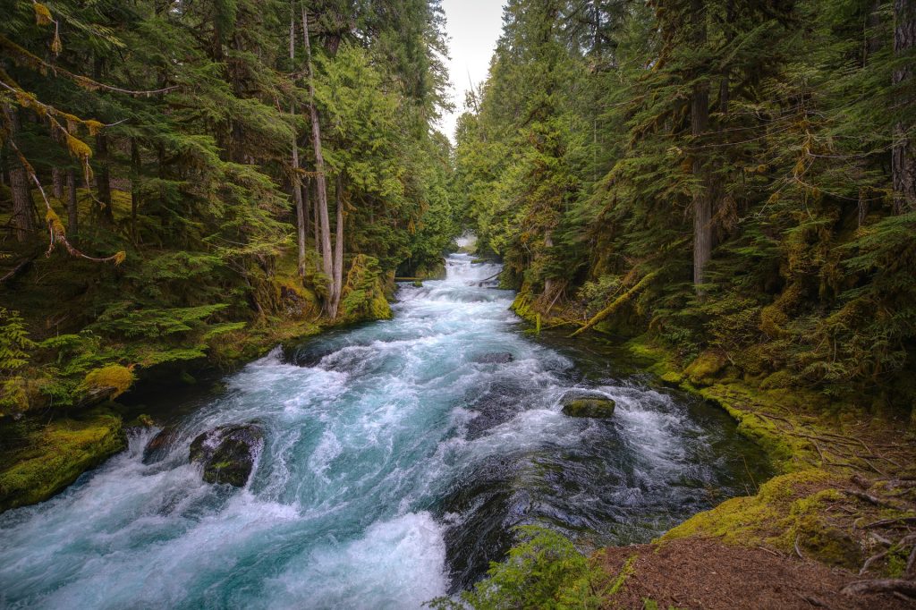 A tranquil river surrounded by lush greenery.