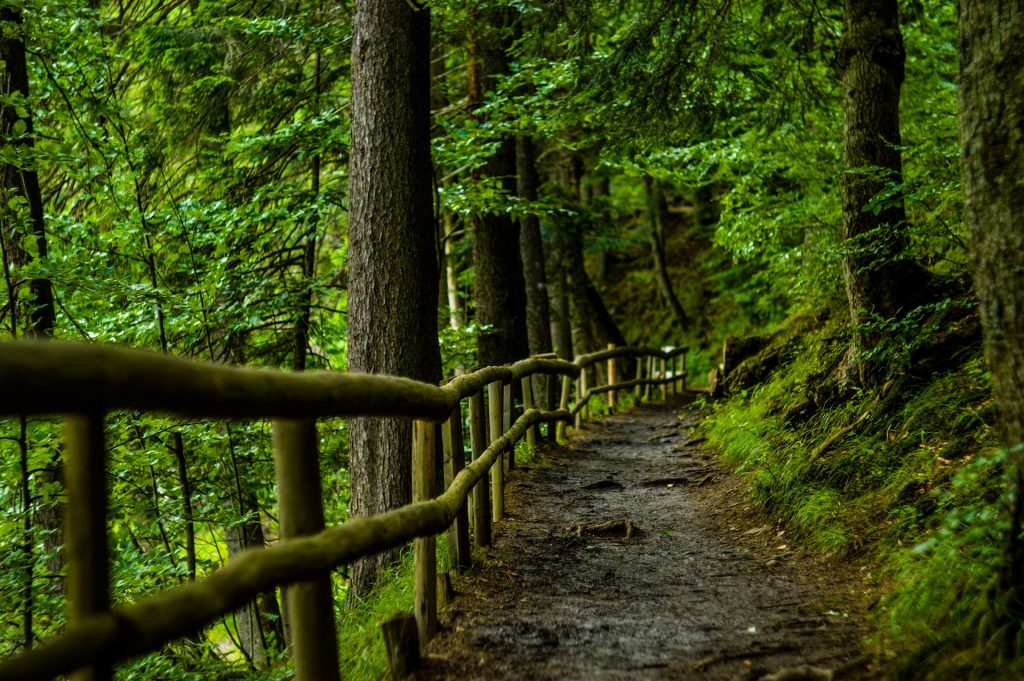 Winding forest trail with a rustic wooden handrail, surrounded by lush green trees, creating an inviting natural pathway.