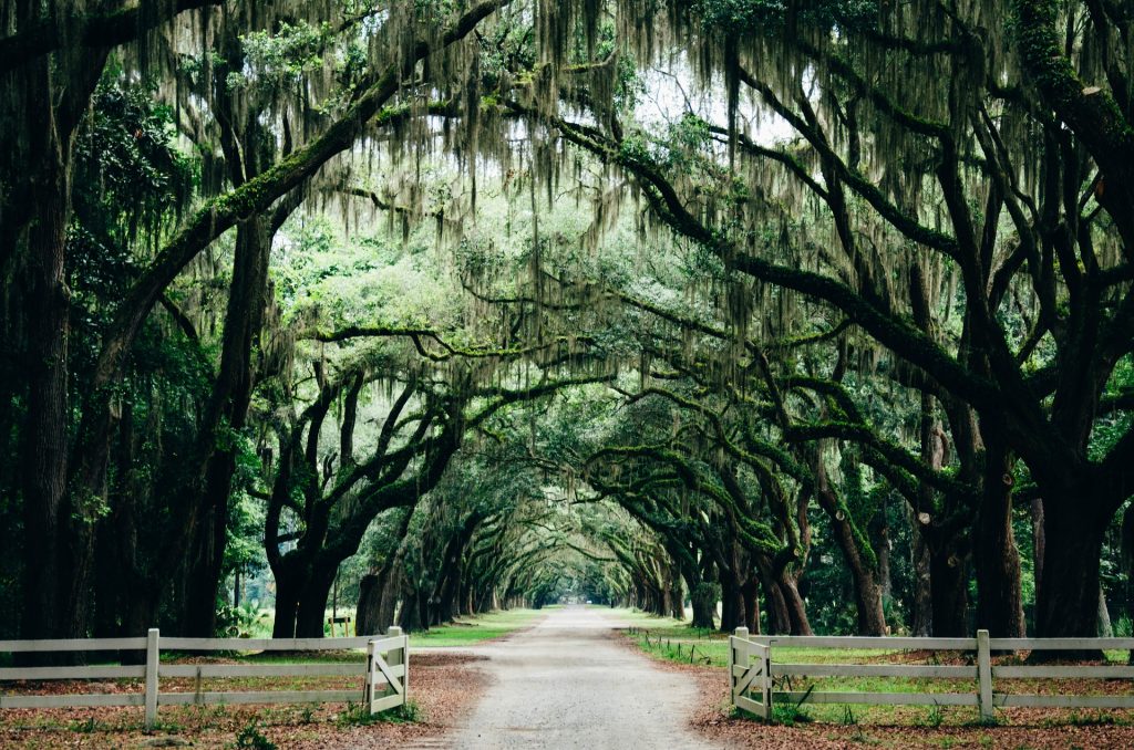 Enchanting tree-lined pathway with moss-draped branches forming a natural canopy over a quiet dirt road.