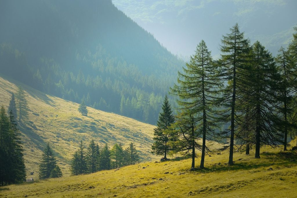 Serene mountain landscape with sunlit grassy slopes and tall pine trees, surrounded by misty forested hills.