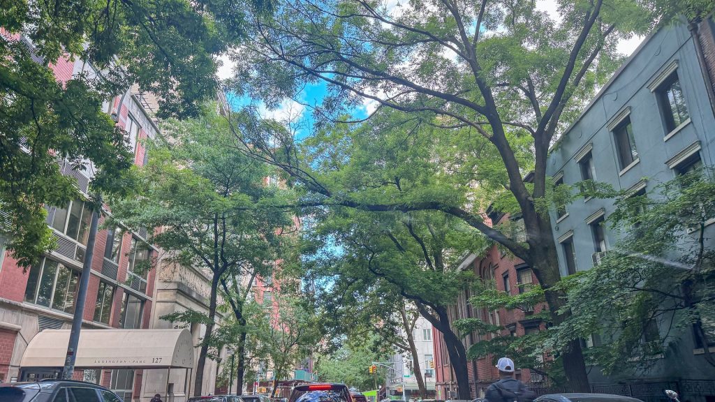 Tree-lined street in a bustling city neighborhood with parked cars and historic buildings under a bright sky.