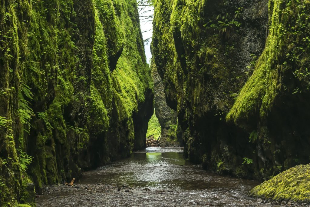Narrow moss-covered canyon with a tranquil stream flowing through, surrounded by lush greenery.